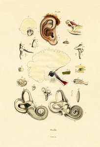 Oreja de French School
